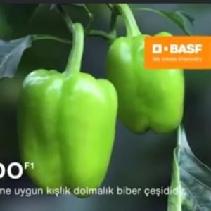 Navido F1 Dolma Biber Fidesi