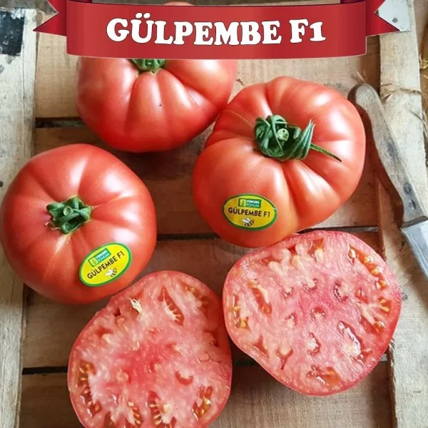 Gülpembe F1 Pembe Domates Fidesi