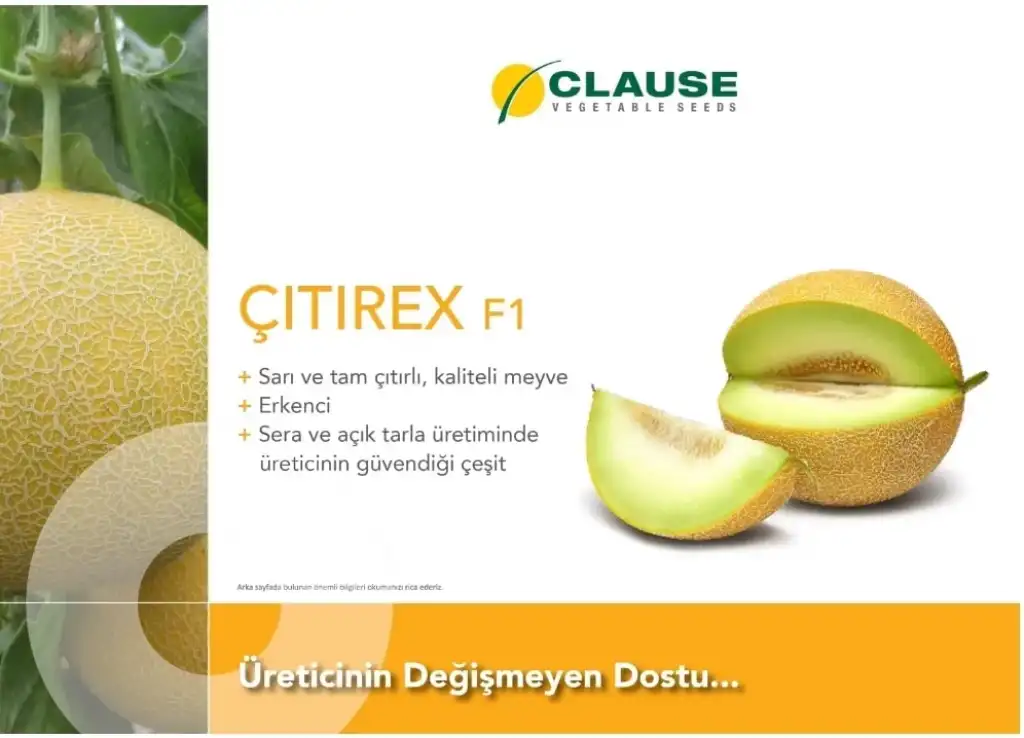 Çıtırex F1 Kavun Fidesi