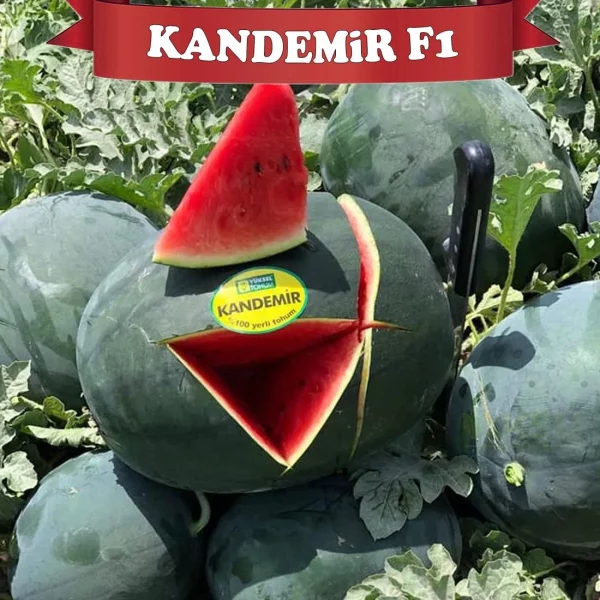 Aşılı Kandemir F1 Siyah Karpuz Fidesi